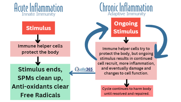 Muscle and Joint Health in Mammals: How eCSeptionOL Formula Alleviates Pain and Inflammation