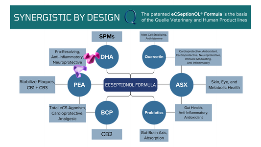 Immune System Health: How eCSeptionOL Formula Modulates Inflammation and Promotes Balance